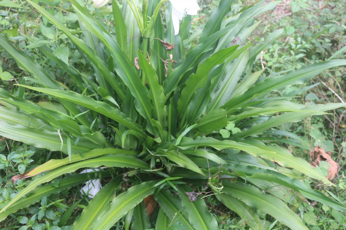 Crinum moorei Hook.f.